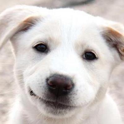 Smiling Dog Face