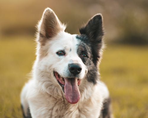 A black and white dog sitting in the grass