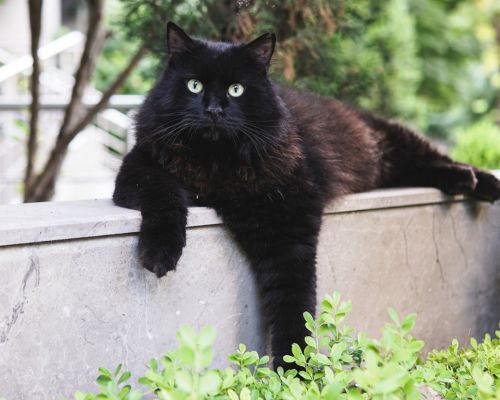 A cat laying on top of a cement wall