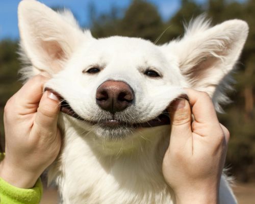 A dog is being held up by its owner