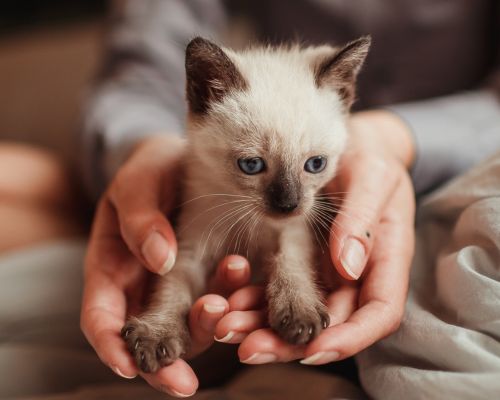 Why is everyone concerned about pet food