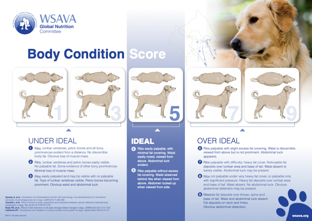 Score Chart Dog